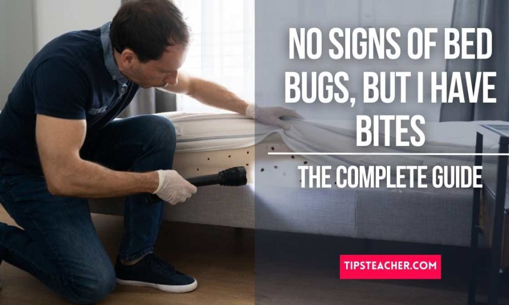 No Signs of Bed Bugs, But I Have Bites &ndash; The Complete Guide - TipsTeacher
